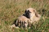 KANGAL 070